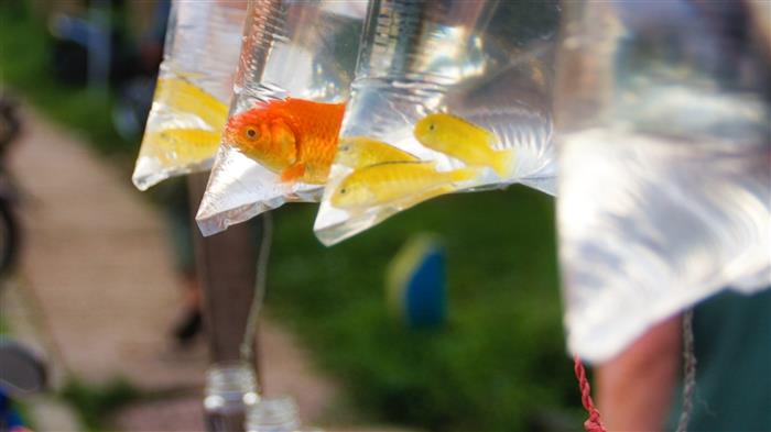 UPDATED: Senate bill would outlaw live animal prizes at carnivals