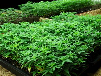 Hemp trays