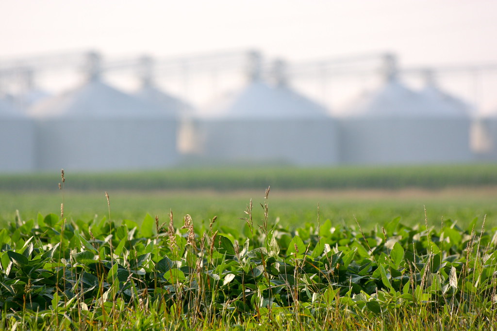 Central Illinois leads corn and soybean production as numbers decline across state