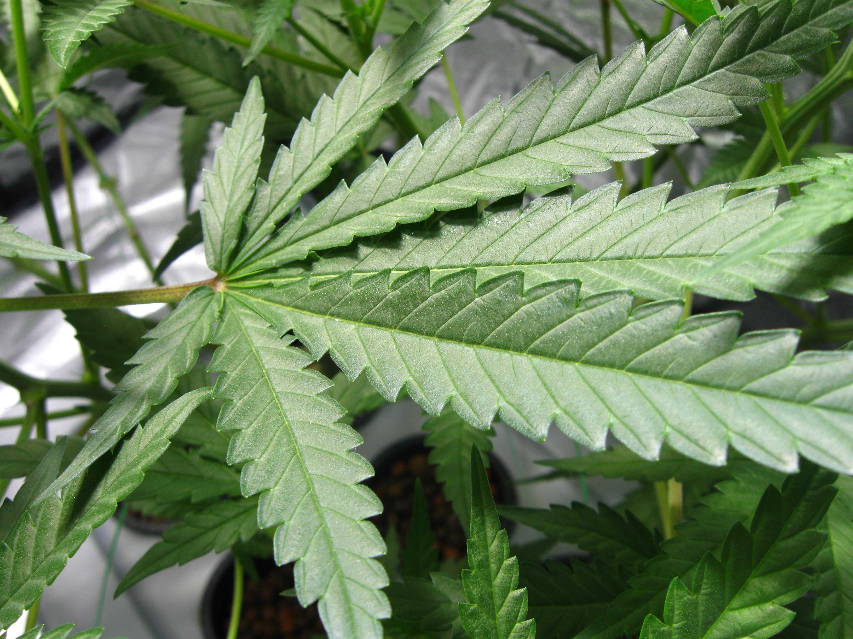 Marijuana Leaf