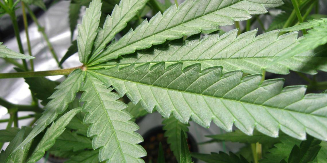 Marijuana Leaf