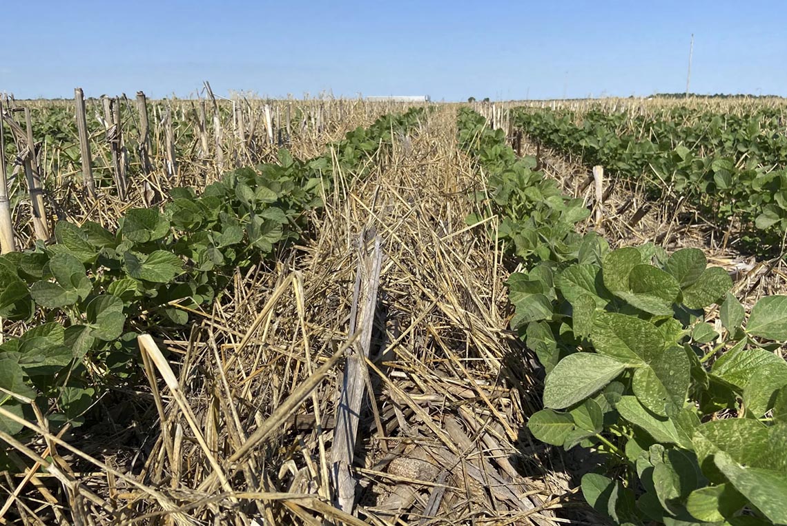 soybean field