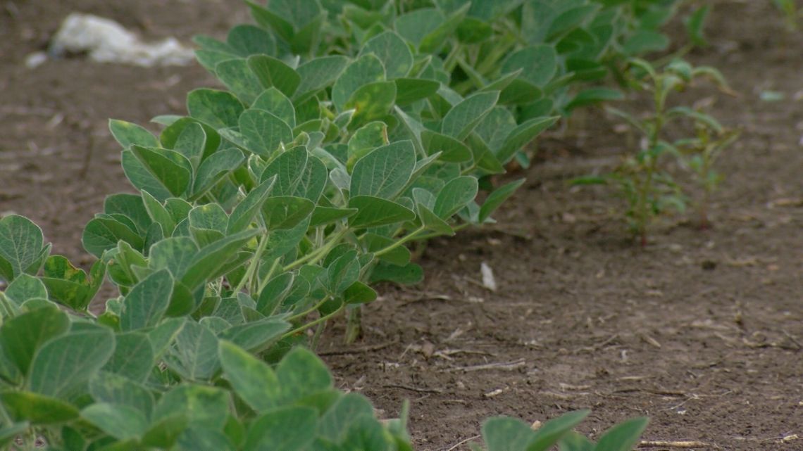 soybeans