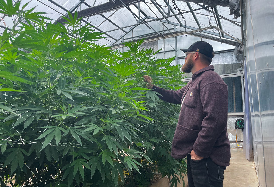 Justin Ward stands by hemp plants