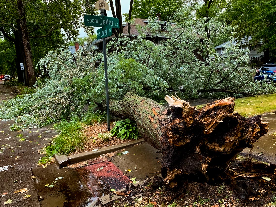 fallen tree