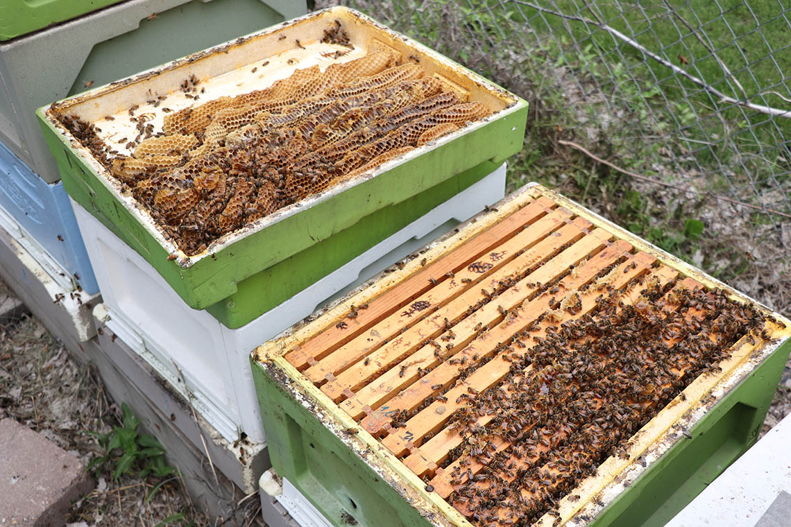 Bee boxes