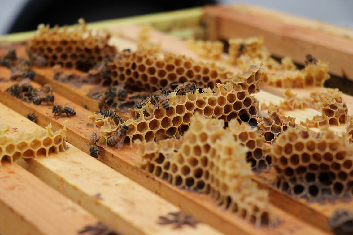 bees closeup