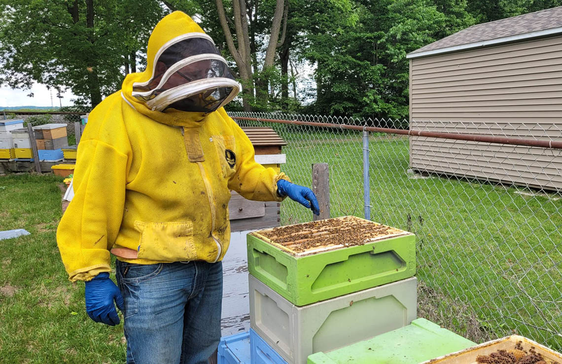 Luke Harvey inspects hives