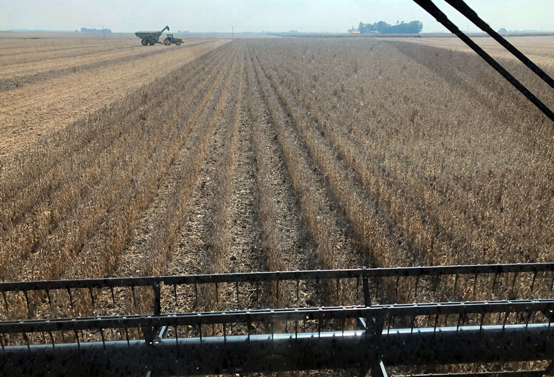 soybean field