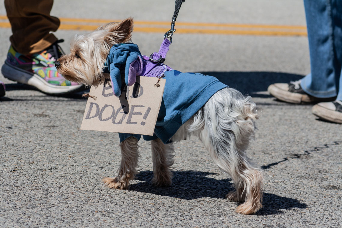 Dog at the No Kings Springfield protest