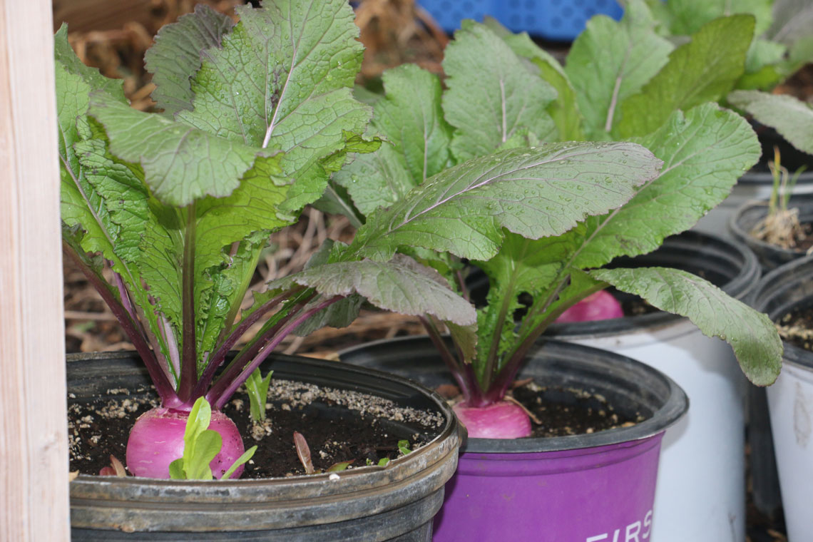 Up close image of vegetables growing in pots.